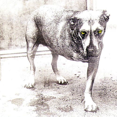 Alice In Chains - Alice In Chains (1995) - CD - New